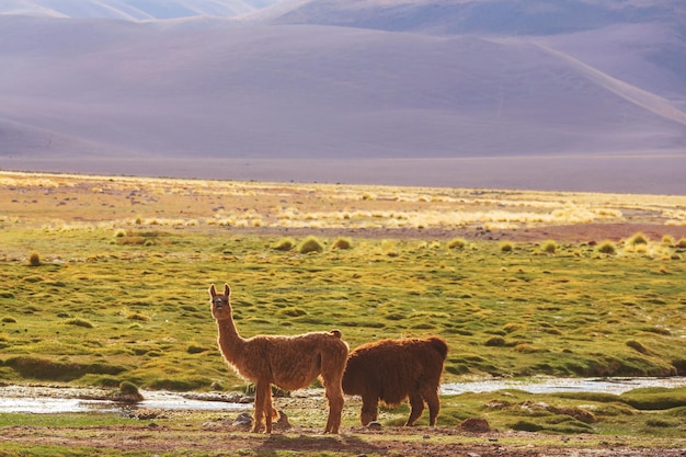 Lama in einer abgelegenen gegend von argentinien Premium Fotos