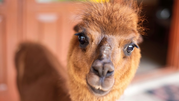 Lama mit braun-orangefarbenem Fell, das im Zoo in die Kamera schaut