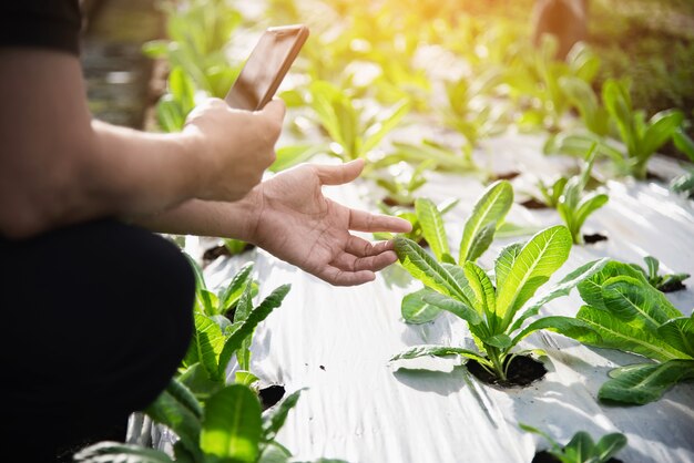 Landarbeiter, der in seinem organischen Kopfsalatgarten arbeitet