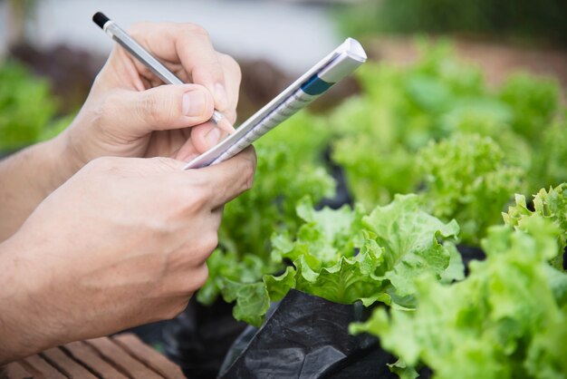 Landarbeiter, der in seinem organischen Kopfsalatgarten arbeitet