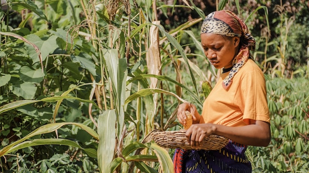 Landarbeiter, der Mais aufnimmt