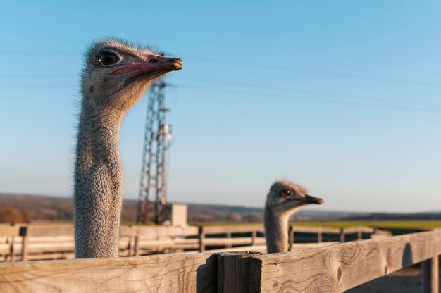 Landleben Lebensstil wachsende Strauße