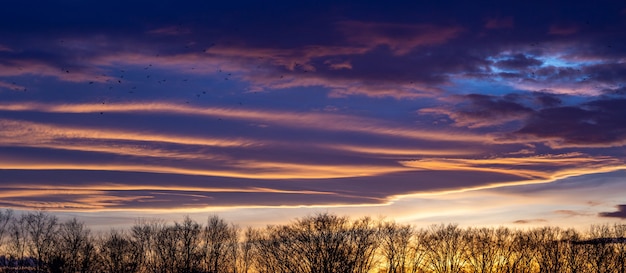 Landschaft der Baumschattenbilder unter einem bewölkten Himmel während eines schönen rosa Sonnenuntergangs