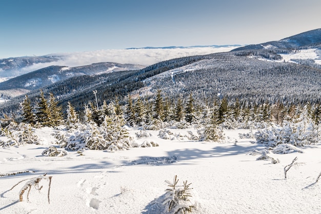 Kostenloses Foto landschaft der hügel, die tagsüber im schnee und in den wäldern unter dem sonnenlicht bedeckt sind