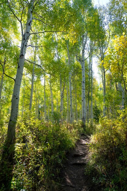 Landschaft der US-Natur und -Vegetation