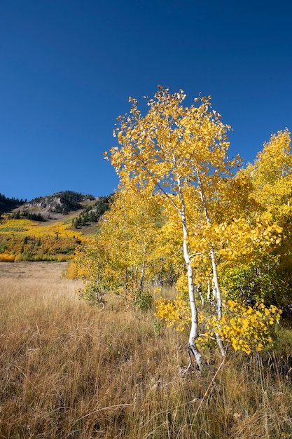 Kostenloses Foto landschaft der us-natur und -vegetation