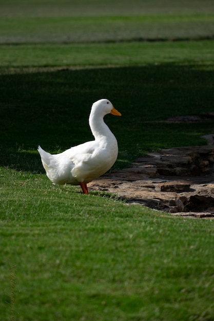 Landschaft einer niedlichen weißen Pekin-Ente, die mitten im Park heraushängt