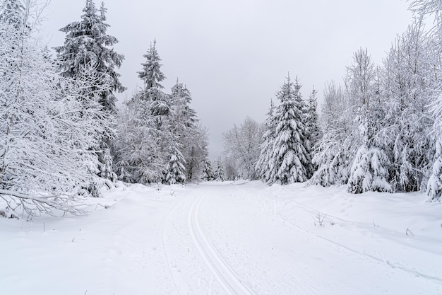 Landschaft einer straße im schwarzwald mit bäumen und schnee in deutschland