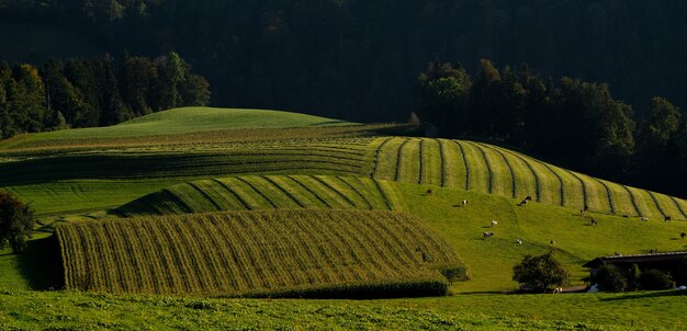 Landschaft eines Feldes