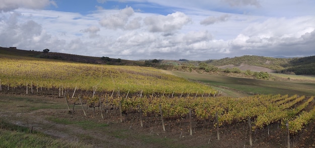 Landschaft eines ländlichen Gebiets, das tagsüber unter einem bewölkten Himmel im Grünen bedeckt ist