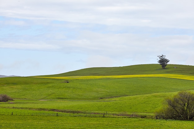 Landschaft eines rollenden Ranchlandes unter dem klaren Himmel in Petaluma, Kalifornien, USA
