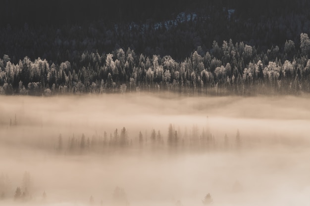 Landschaft eines Waldes bedeckt im Schnee und im Nebel unter dem Sonnenlicht im Winter