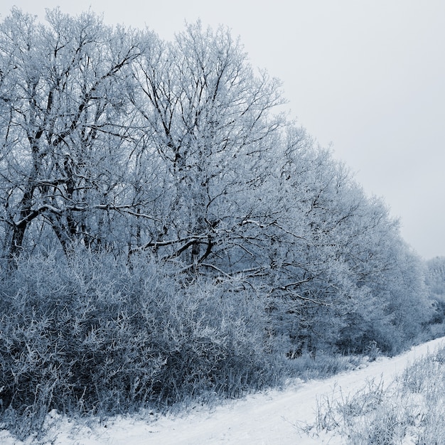 &quot;Landschaft mit Bäumen im Frost&quot;