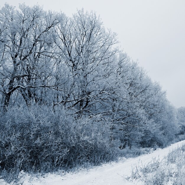 &quot;Landschaft mit Bäumen im Frost&quot;