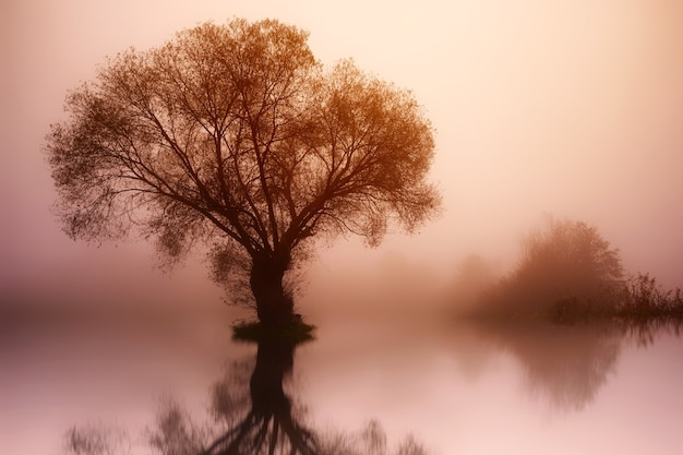 Landschaft mit Baum, Nebel und See