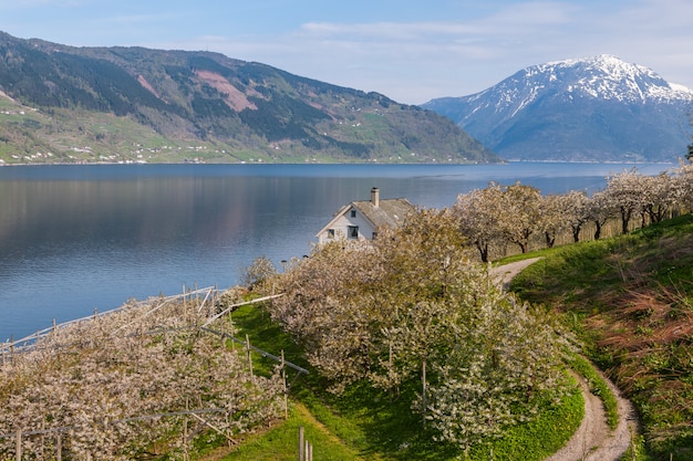 Landschaft mit Bergen. Dorf in norwegischen Fjorden