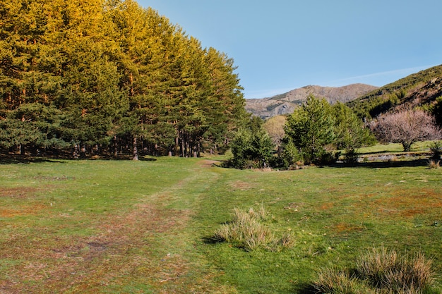 Landschaft mit Gras und Wald