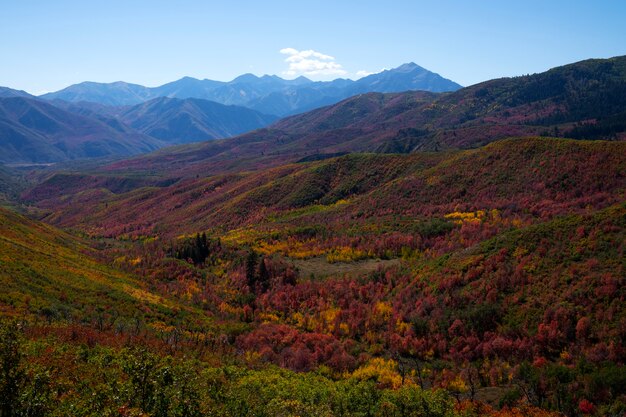 Landschaft mit Pflanzen und Flora in den USA