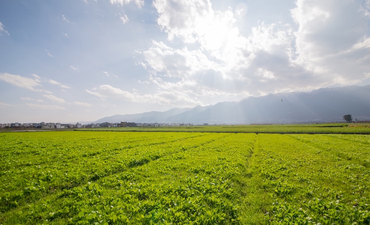Kostenlose Foto landschaft mit sonnigen wiesen