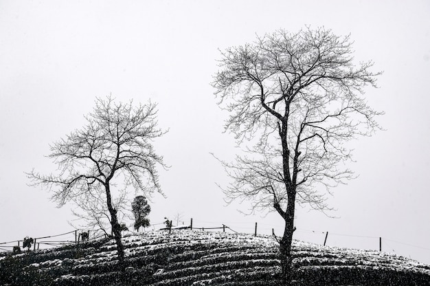 Kostenloses Foto landschaft mit zwei bäumen in schwarz und weiß