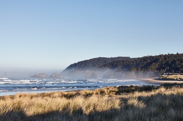 Landschaft von Strandgras am Morgen am Cannon Beach, Oregon