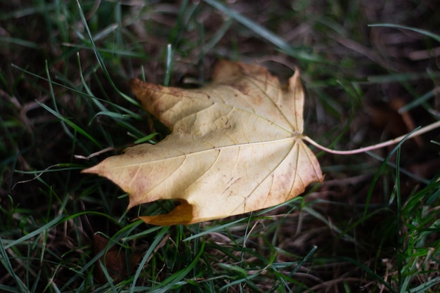 Landschaftsaufnahme eines braunen Blattes in einem grünen Grasgrund