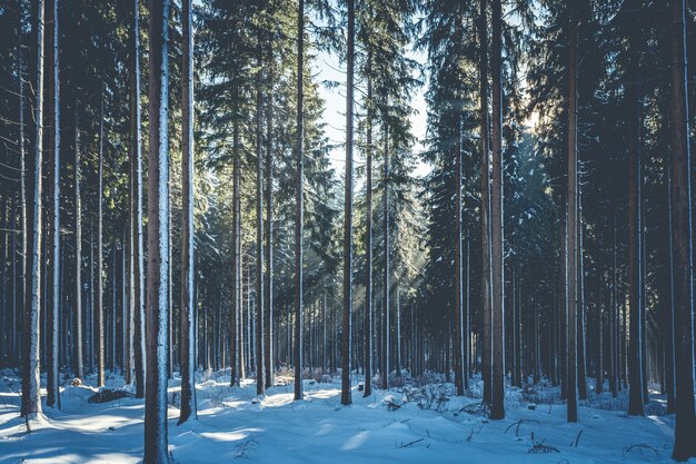 Landschaftsaufnahme eines geheimnisvollen Waldes an einem verschneiten Tag