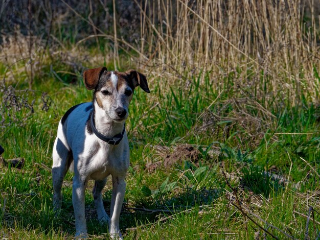 Landschaftsaufnahme eines Hundes