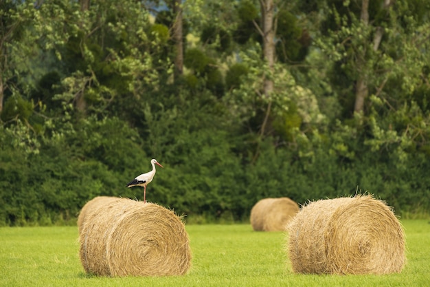 Kostenloses Foto landschaftsaufnahme eines storchs auf einer heurolle auf einem feld in frankreich