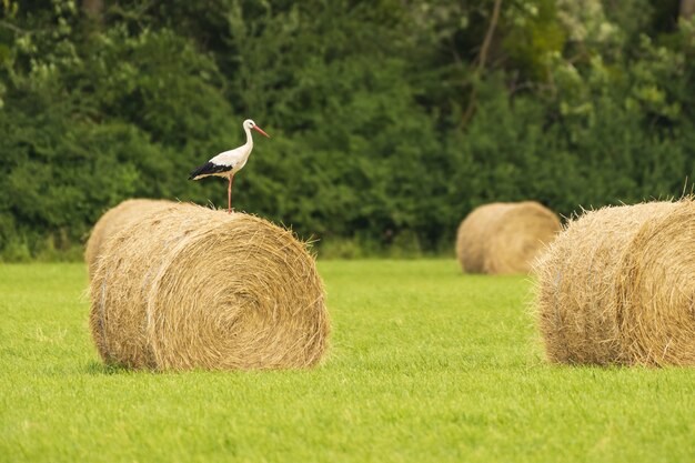 Landschaftsaufnahme eines Storchs auf einer Rolle Heu in einem Feld in Frankreich