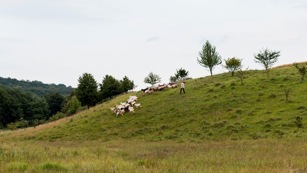 Landschaftsfeld mit Ziegen