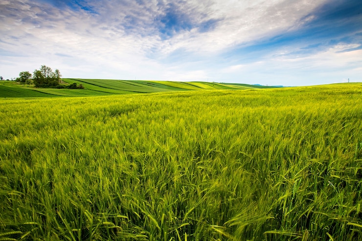 Kostenlose Foto landschaftsfeld, sonniger tag auf dem land