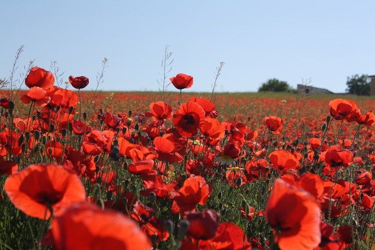 Kostenlose Foto landschaftslandschaft mit roten mohnblumen