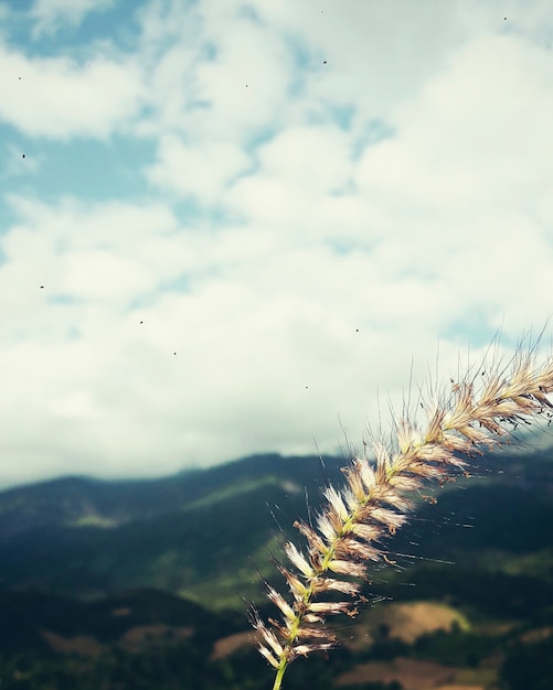 Landschaftsnatur-Ansicht-Wolken-Sommer