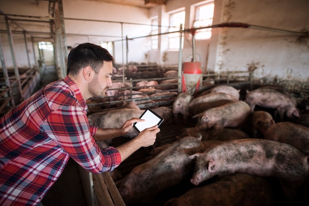 Kostenloses Foto landwirt auf der schweinefarm, der moderne anwendung auf seinem tablett verwendet, um den gesundheitszustand und die futterration der schweine zu überprüfen