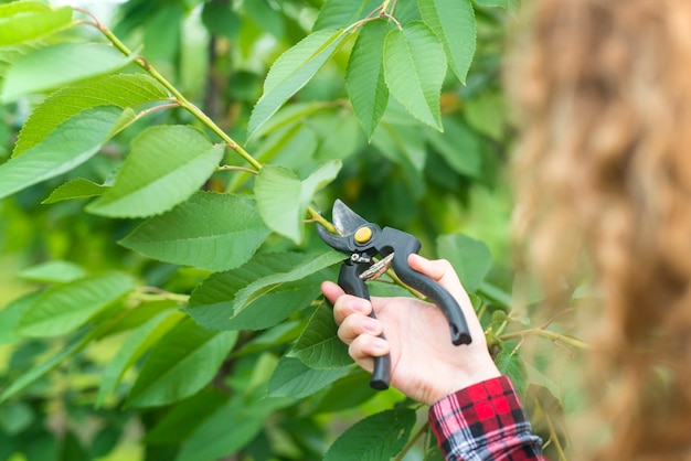 Landwirt beschneidet Obstbaumzweige im Obstgarten