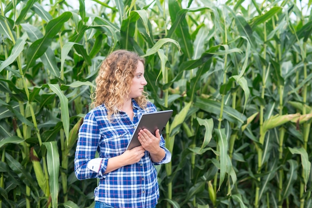 Kostenloses Foto landwirt, der im maisfeld mit tablette steht und beiseite schaut intelligente landwirtschaft und nahrungsmittelkontrolle.