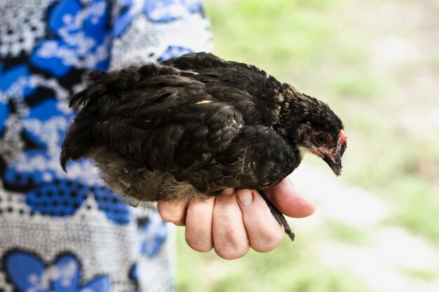 Landwirt, der Peeper am Bauernhof hält