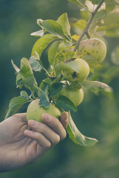 Landwirt erwachsenen Mann Kommissionierung frische Äpfel im Garten Toning