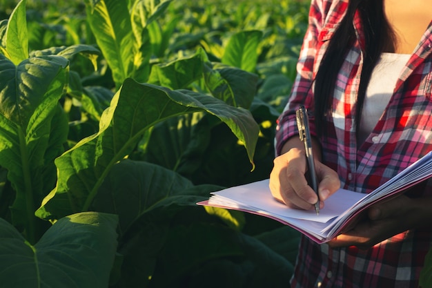 Landwirte halten moderne Tabakfelder im Notizbuch.