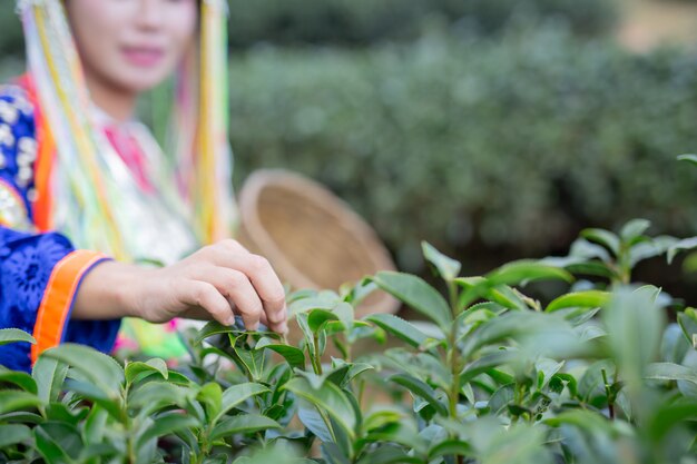 Landwirtschaft von Bergvolkfrauen