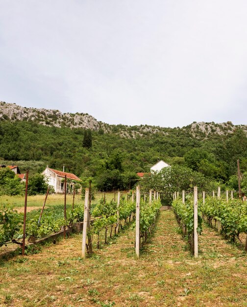 Landwirtschaftskonzept mit Weinberg