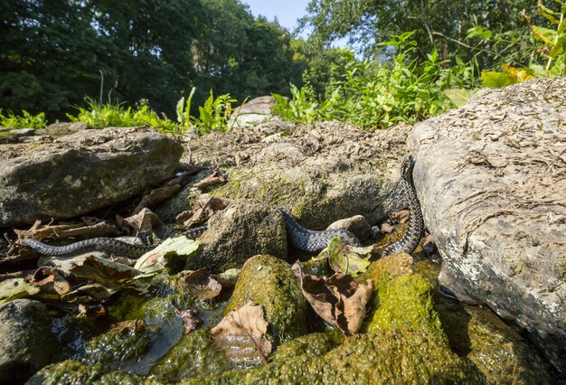 Lange Schlange, die auf Felsen nahe Wasser krabbelt