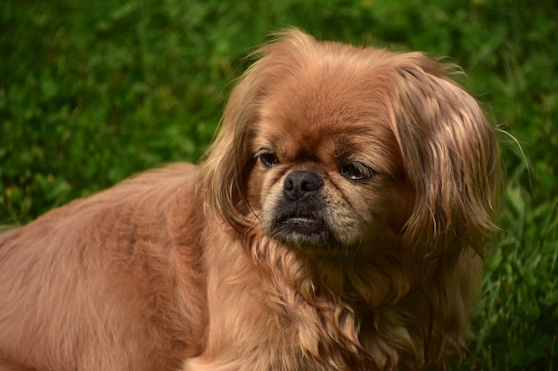 Langes ingwerfell auf einem niedlichen pekingese-hündchen, das draußen sitzt.