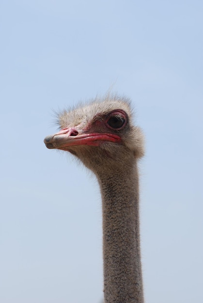 Langhalsiger straußenvogel auf der straußenfarm in aruba.