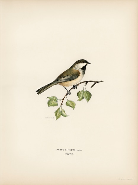 Kostenloses Foto lappmes (parus cinctus), illustriert von den brüdern von wright.