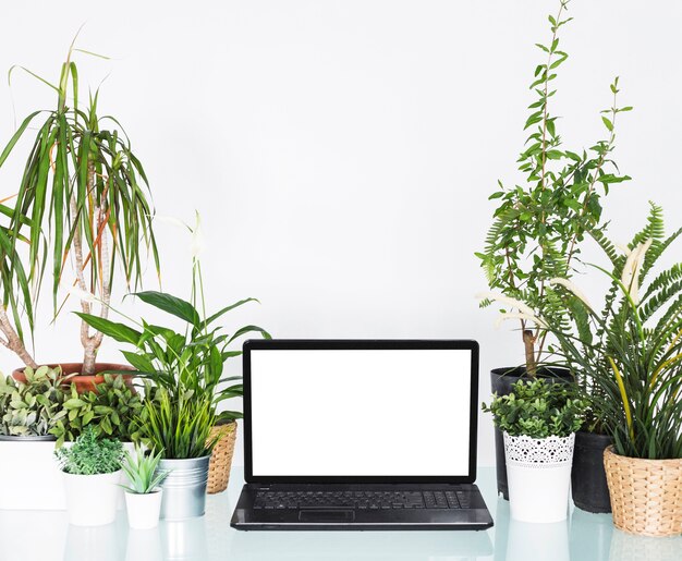 Laptop mit leerem weißem Bildschirm zwischen Topfpflanzen auf Schreibtisch