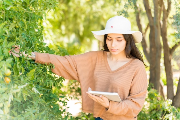 Lateinische Bäuerin untersucht Tomatenpflanzen, während sie einen drahtlosen Computer im Gemüsegarten verwendet