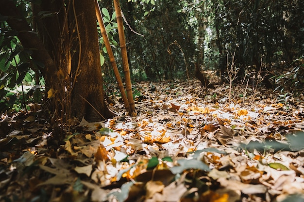 Kostenloses Foto laub im wald