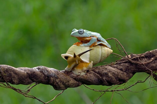 Laubfrosch sitzt auf Körperschnecke